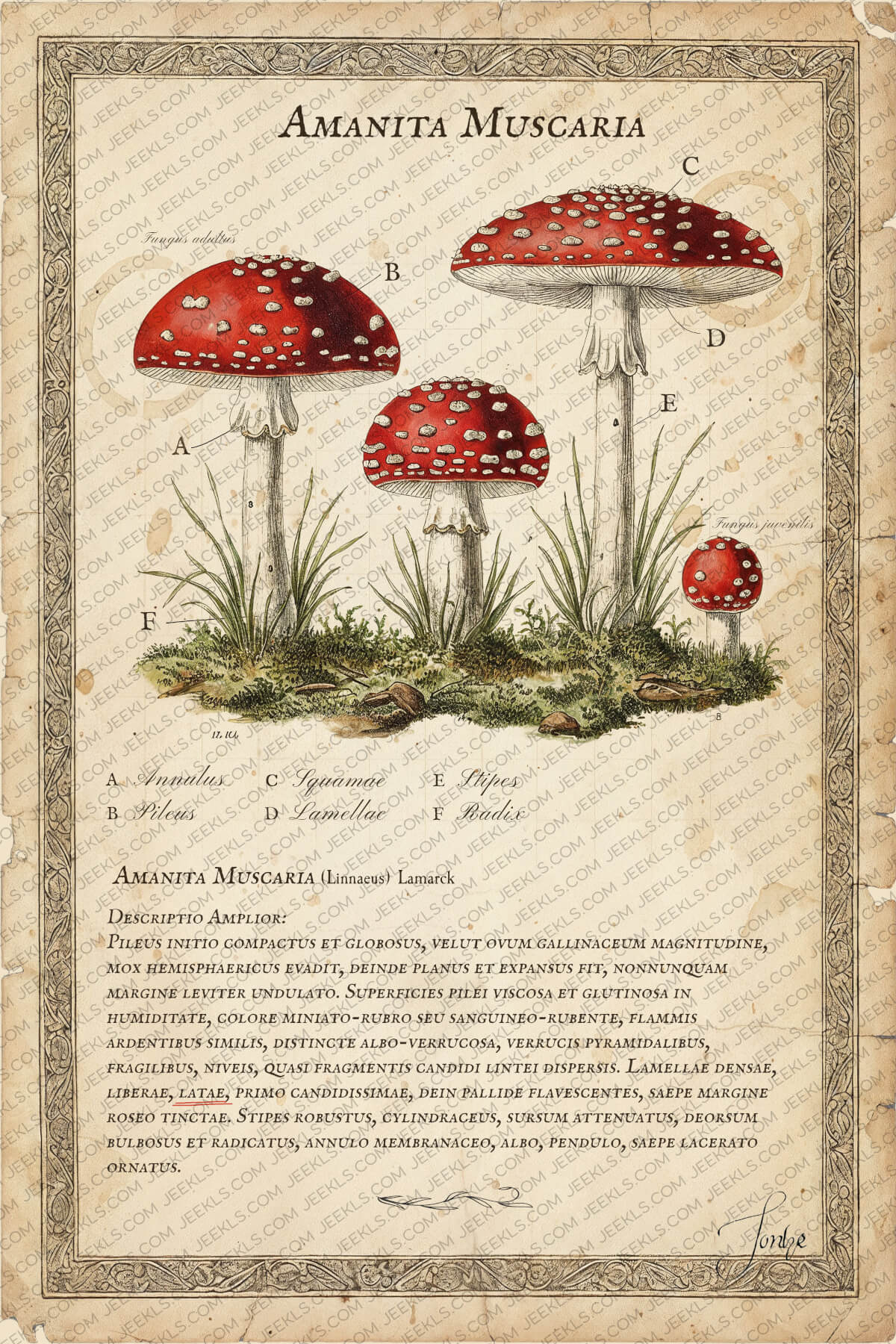 Vintage Amanita Muscaria Botanical Print 4 Antique style botanical print of Amanita Muscaria mushroom on aged paper with Latin text, vintage nature wall art.