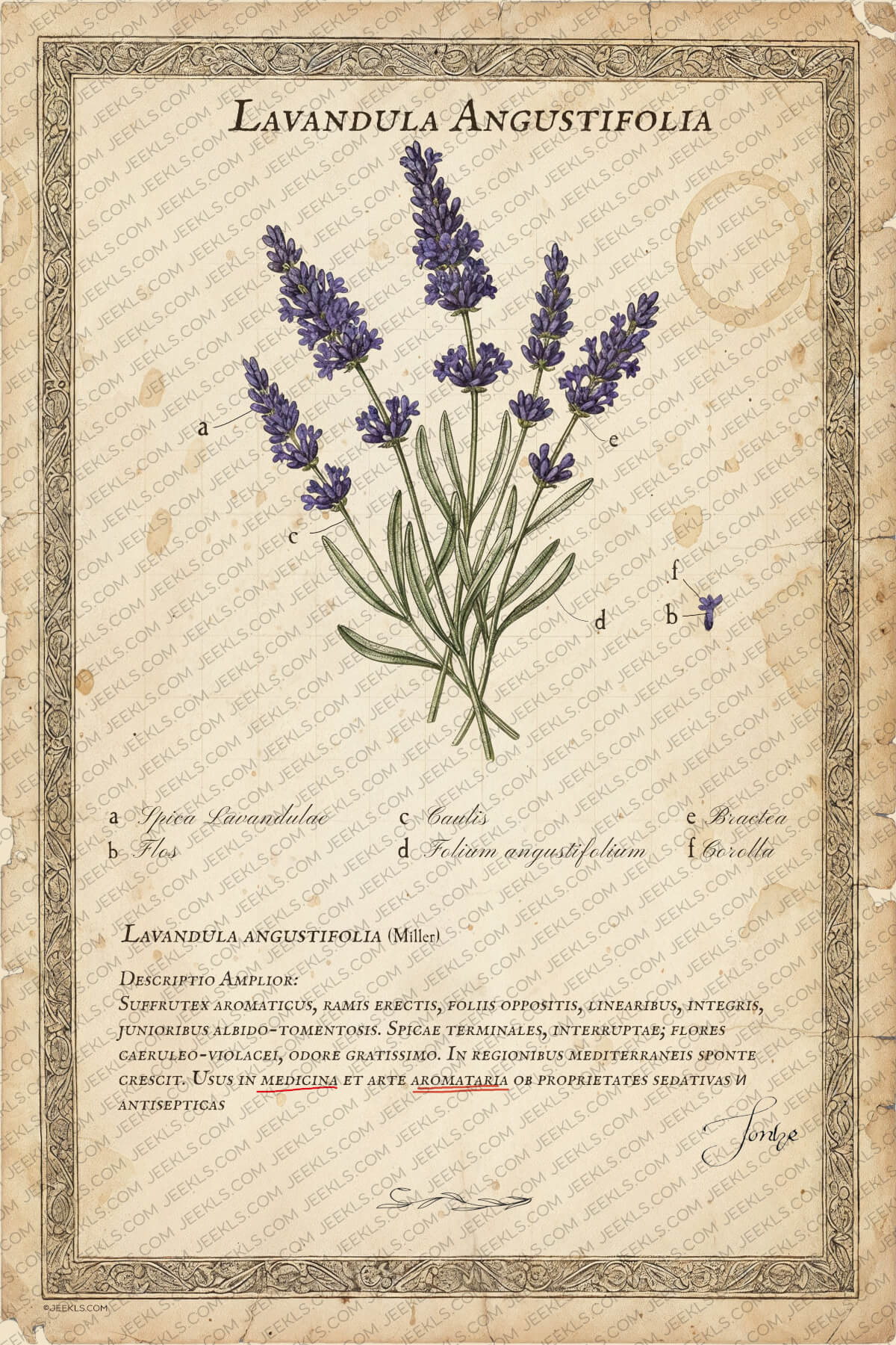 Vintage Lavandula Angustifolia Botanical Print 4 Vintage lavender botanical illustration Lavandula Angustifolia on aged paper, antique herbarium style floral wall art.