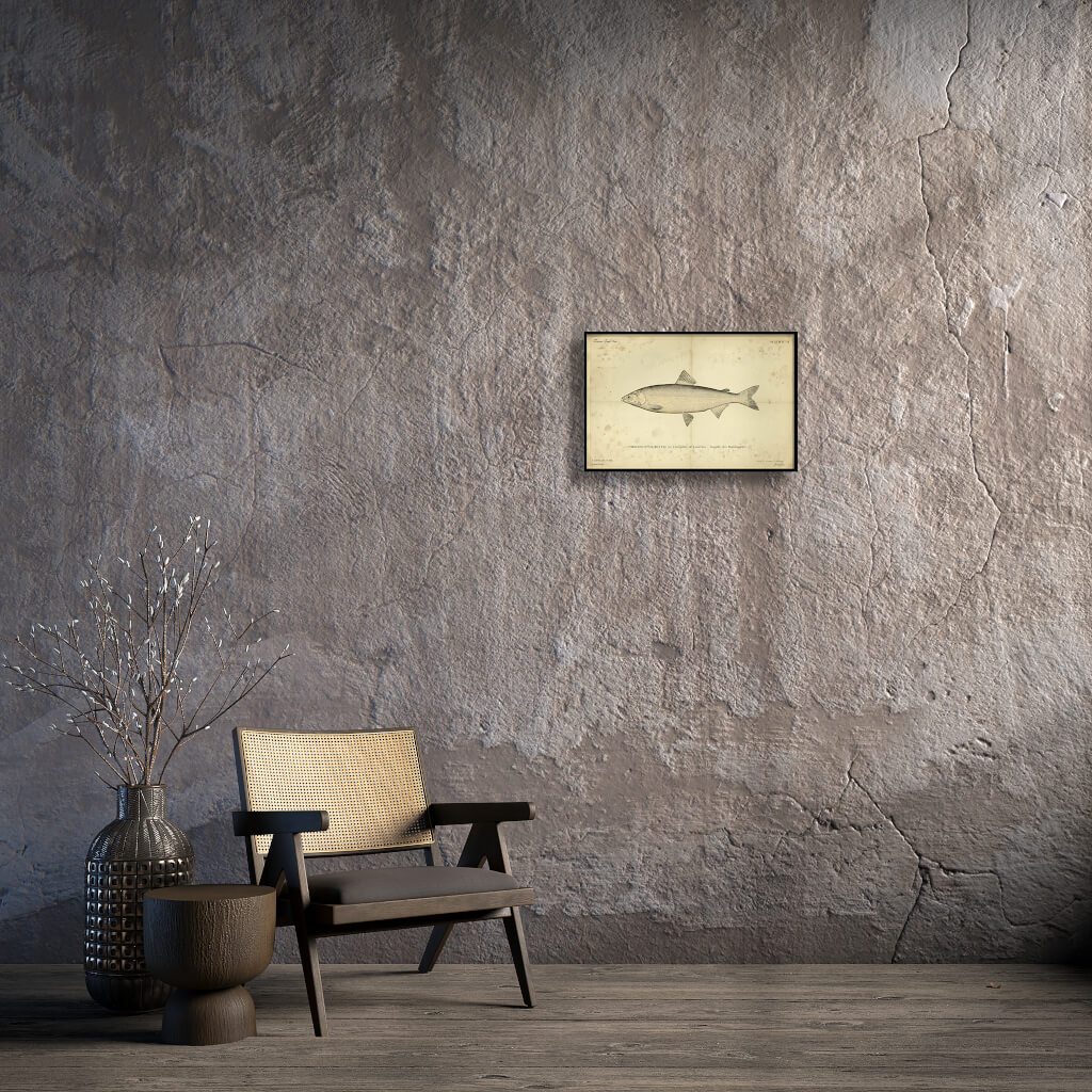 Vintage Lauretta Whitefish Poster - Coregonus laurettae - Antique Salmonidae Ichthyology Art Print 2 Vintage scientific illustration of a Lauretta Whitefish (Coregonus laurettae) on aged antique parchment, detailed silver scales, 19th-century naturalist style.