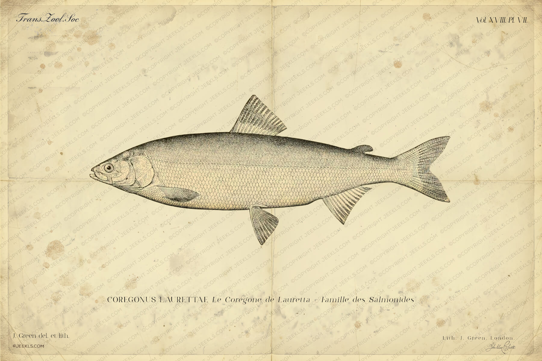 Vintage Lauretta Whitefish Poster - Coregonus laurettae - Antique Salmonidae Ichthyology Art Print 4 Vintage scientific illustration of a Lauretta Whitefish (Coregonus laurettae) on aged antique parchment, detailed silver scales, 19th-century naturalist style.