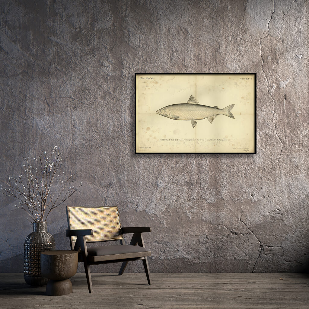 Vintage Lauretta Whitefish Poster - Coregonus laurettae - Antique Salmonidae Ichthyology Art Print 3 Vintage scientific illustration of a Lauretta Whitefish (Coregonus laurettae) on aged antique parchment, detailed silver scales, 19th-century naturalist style.