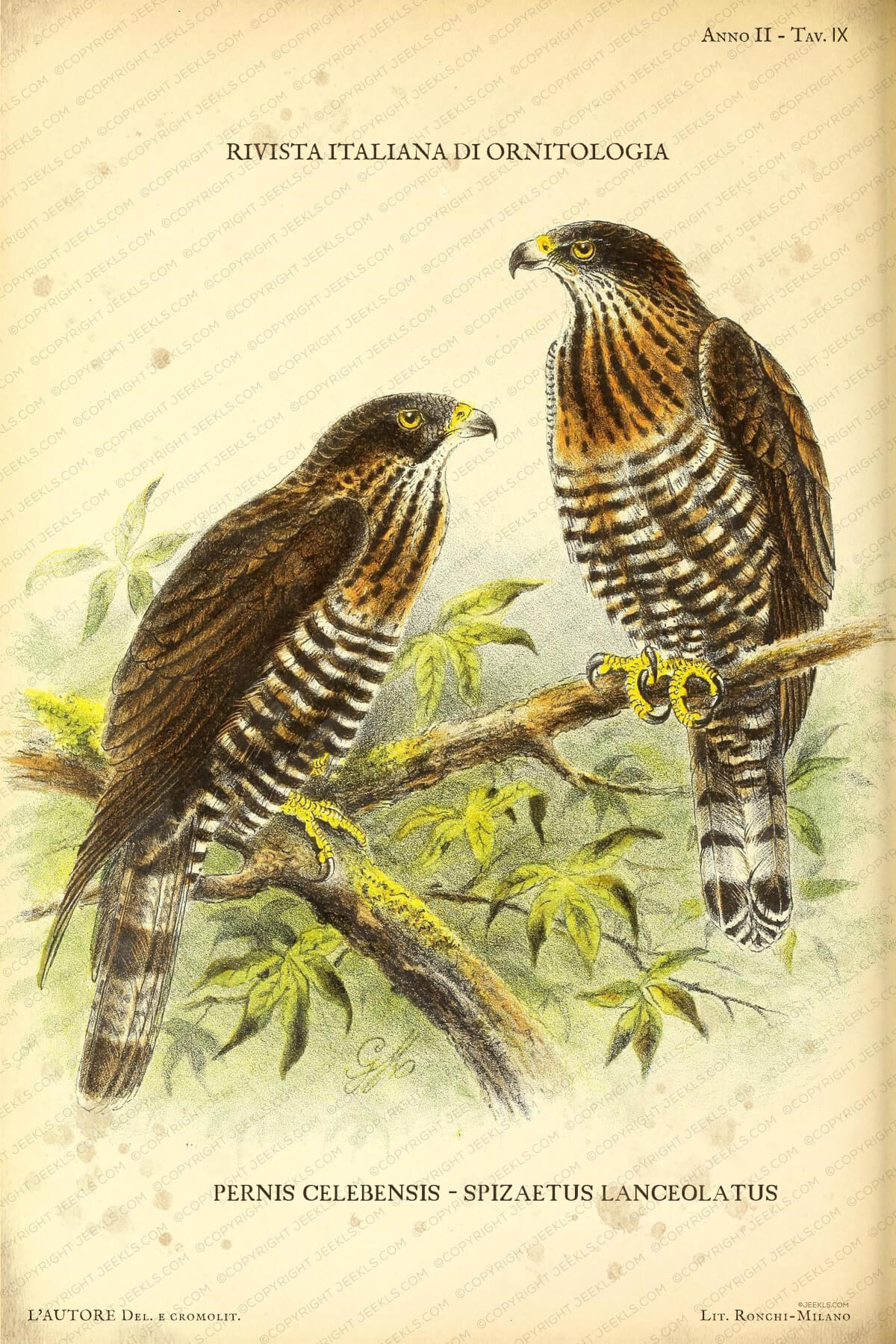 Vintage Birds of Prey Poster - Sulawesi Honey Buzzard & Hawk-Eagle - Antique Italian Ornithology Art - Pernis celebensis & Spizaetus lanceolatus 4 Vintage Italian ornithological illustration of two birds of prey, Pernis celebensis and Spizaetus lanceolatus, perched on a branch, aged parchment background, detailed raptor plumage.