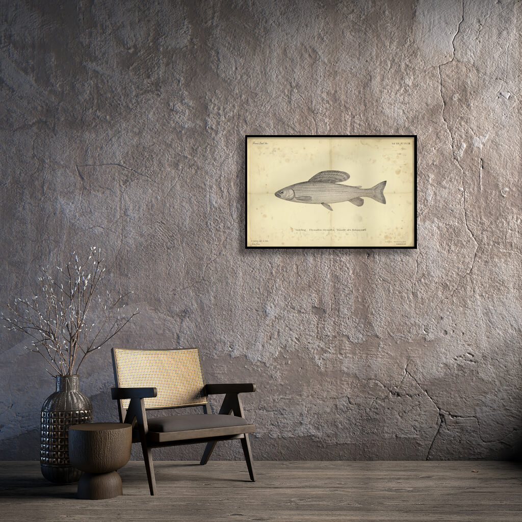 Vintage-style scientific illustration of a Grayling fish with a large dorsal fin on an aged, stained parchment background, titled Grayling.