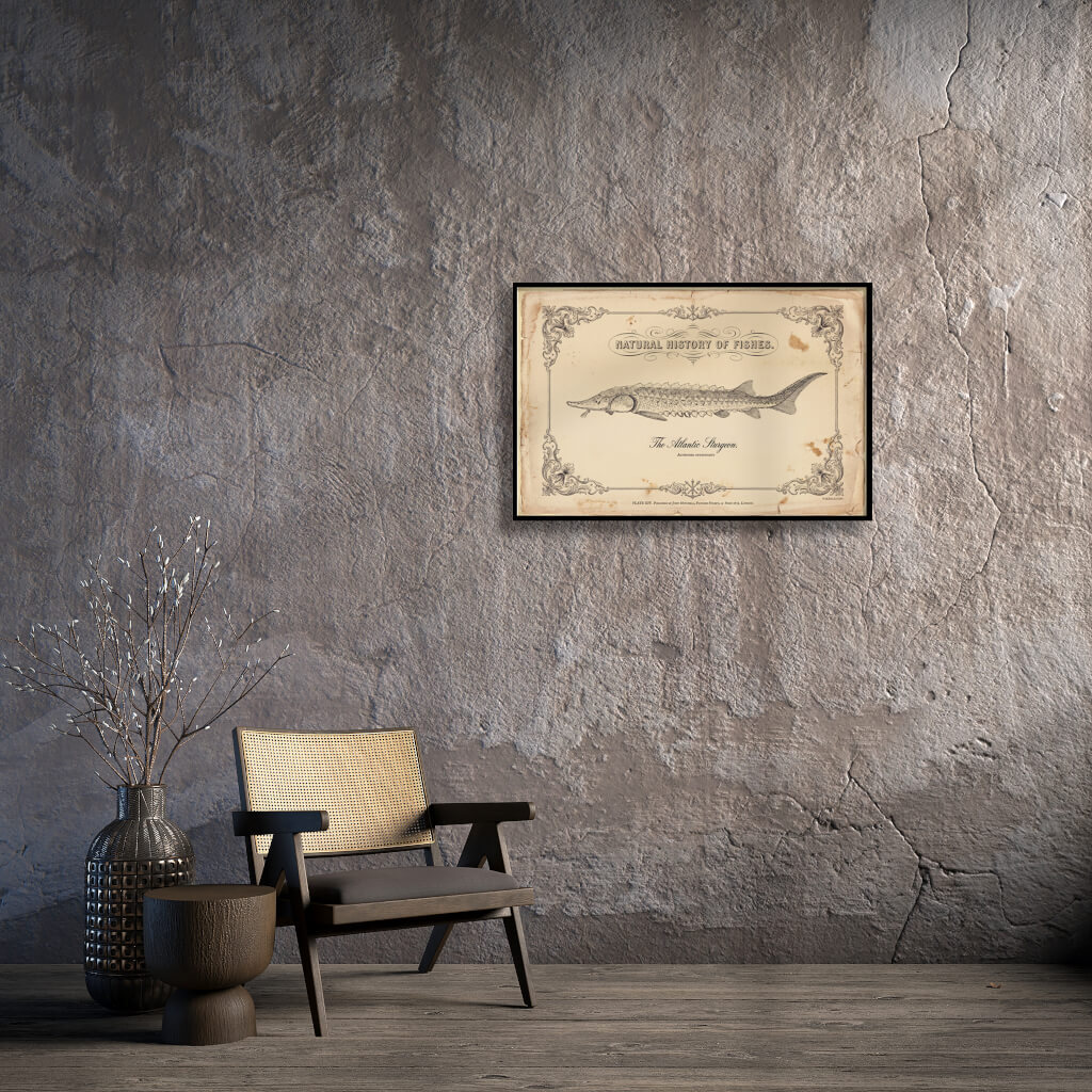 Vintage scientific illustration of an Atlantic Sturgeon with detailed bony plates on an aged, yellowed parchment background, titled The Atlantic Sturgeon.