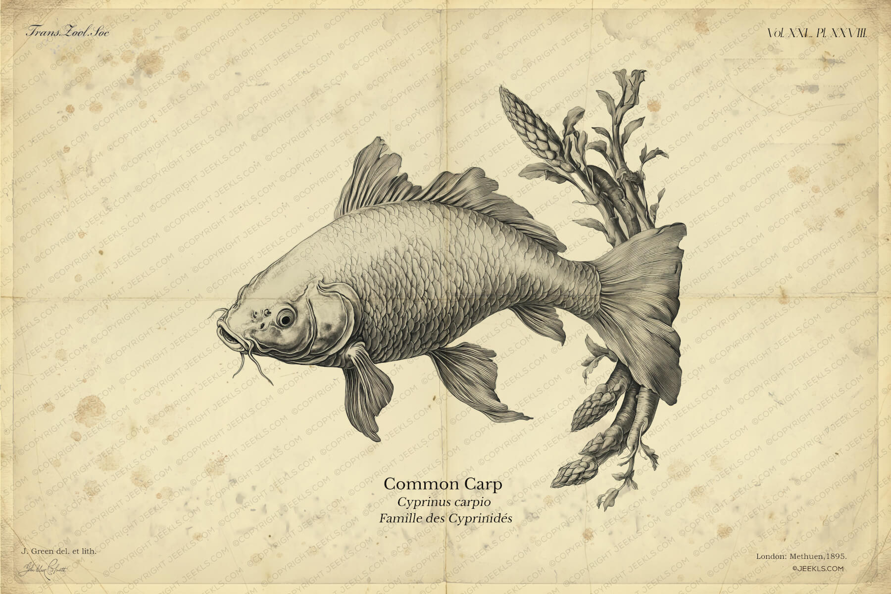 Vintage Carp Fish Illustration - Antique Marine Biology Print - Nautical Wall Art - Retro Freshwater Fish Poster 4 Vintage scientific illustration of a Common Carp on an aged parchment background