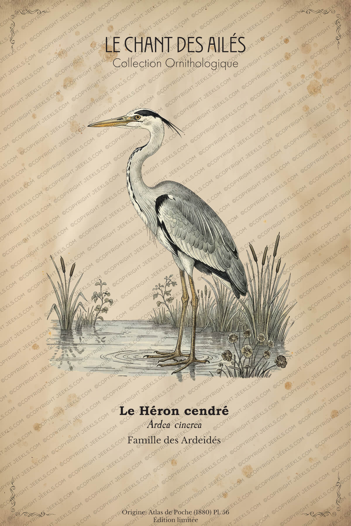 Vintage Grey Heron Poster - "Le Héron Cendré" French Natural History Art - Antique Bird Illustration 4 Vintage French ornithology poster "Le Héron Cendré" featuring a grey heron standing in water with reeds on aged parchment.