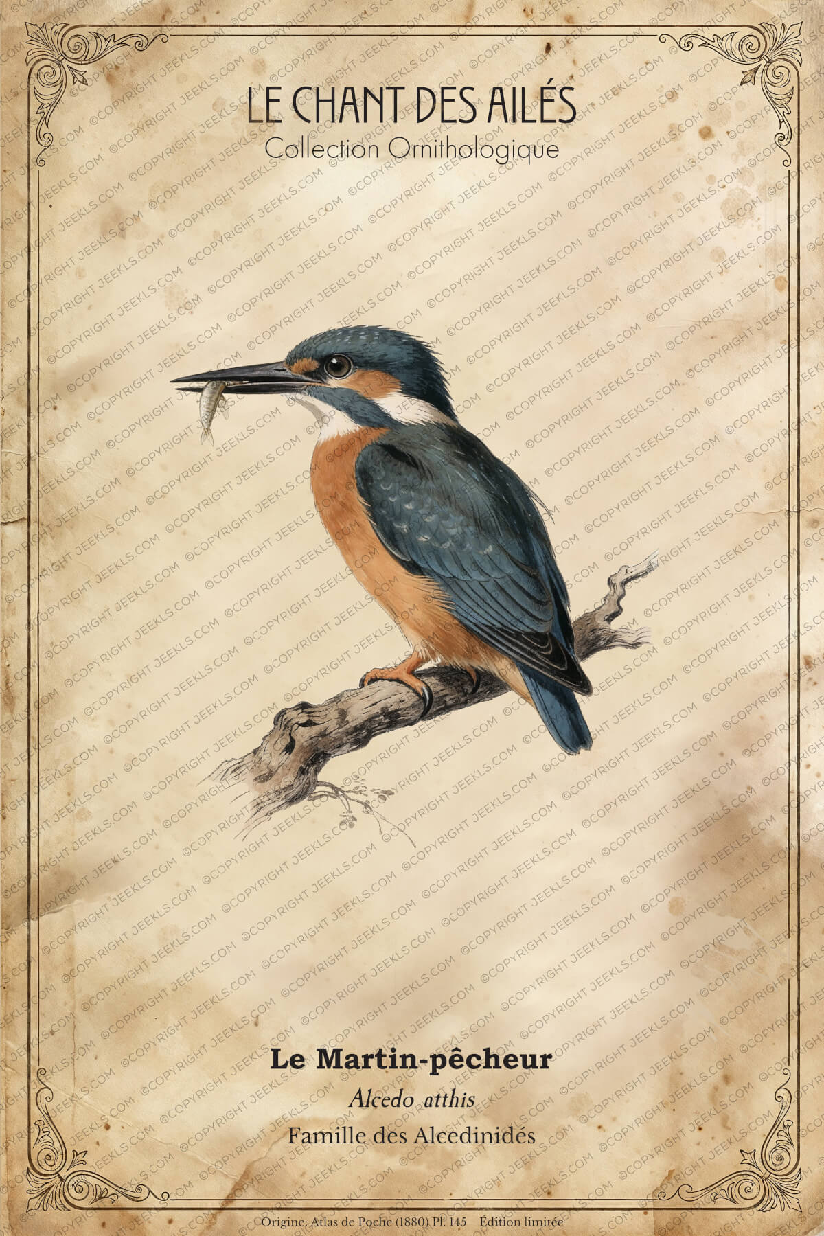 Vintage Kingfisher Poster - "Le Martin-pêcheur" Antique French Bird Art - Common Kingfisher (Alcedo atthis) 4 Vintage French ornithological poster depicting a kingfisher (Le Martin-pêcheur) sitting on a tree branch.
