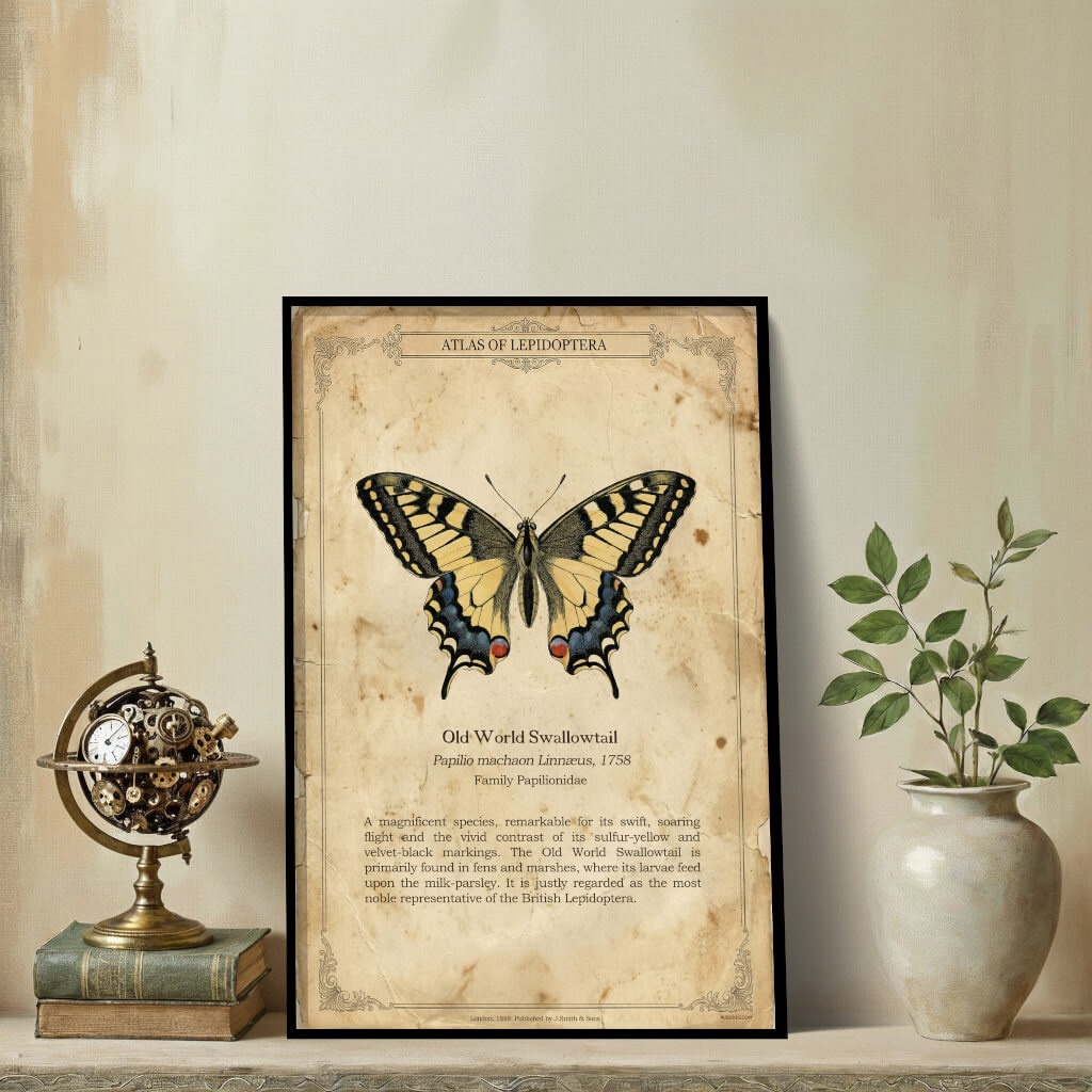 Vintage Butterfly Machaon Poster - "The Common Swallowtail" - Antique Scientific Print - Papilio machaon Linnæus, 1758 3 A vertical vintage English entomology poster featuring a Old World Swallowtail butterfly (Papilio machaon) centered on aged, foxed paper with elegant Victorian corner flourishes.