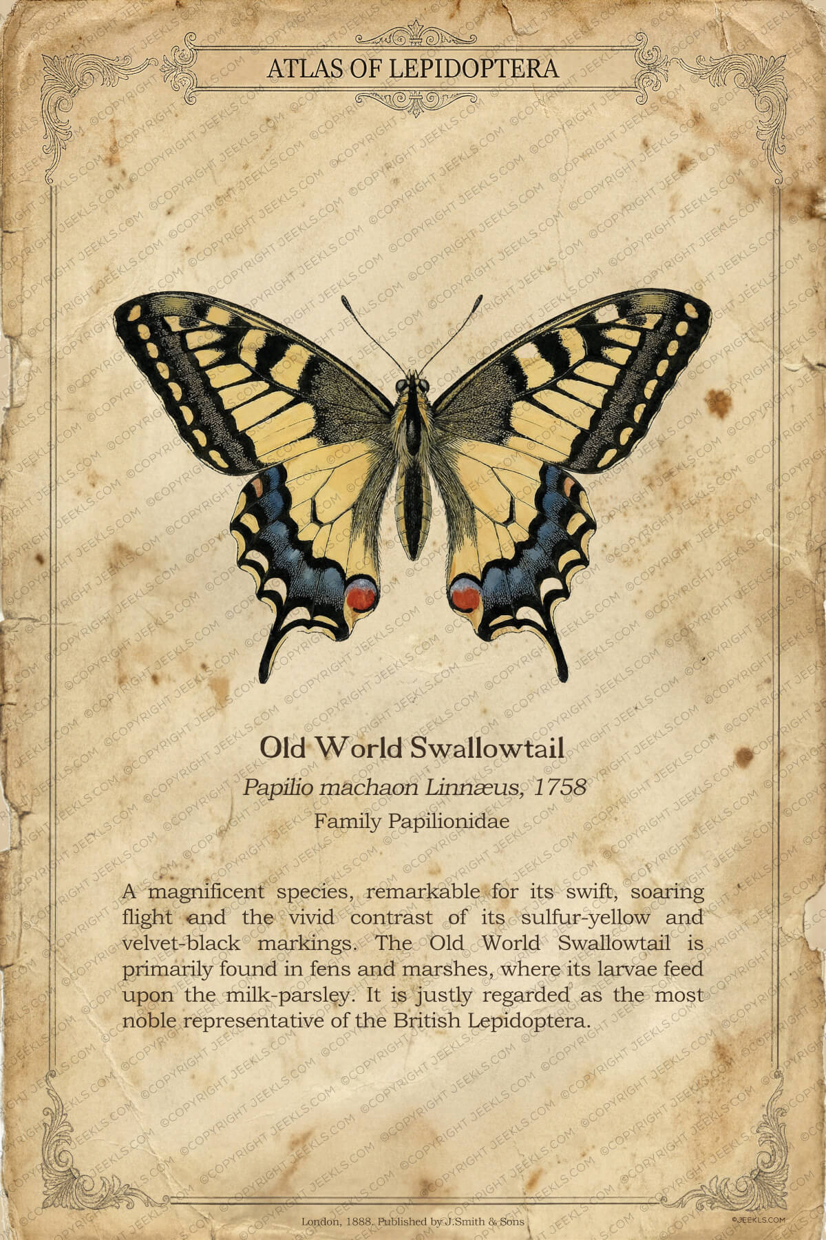 Vintage Butterfly Machaon Poster - "The Common Swallowtail" - Antique Scientific Print - Papilio machaon Linnæus, 1758 4 A vertical vintage English entomology poster featuring a Old World Swallowtail butterfly (Papilio machaon) centered on aged, foxed paper with elegant Victorian corner flourishes.