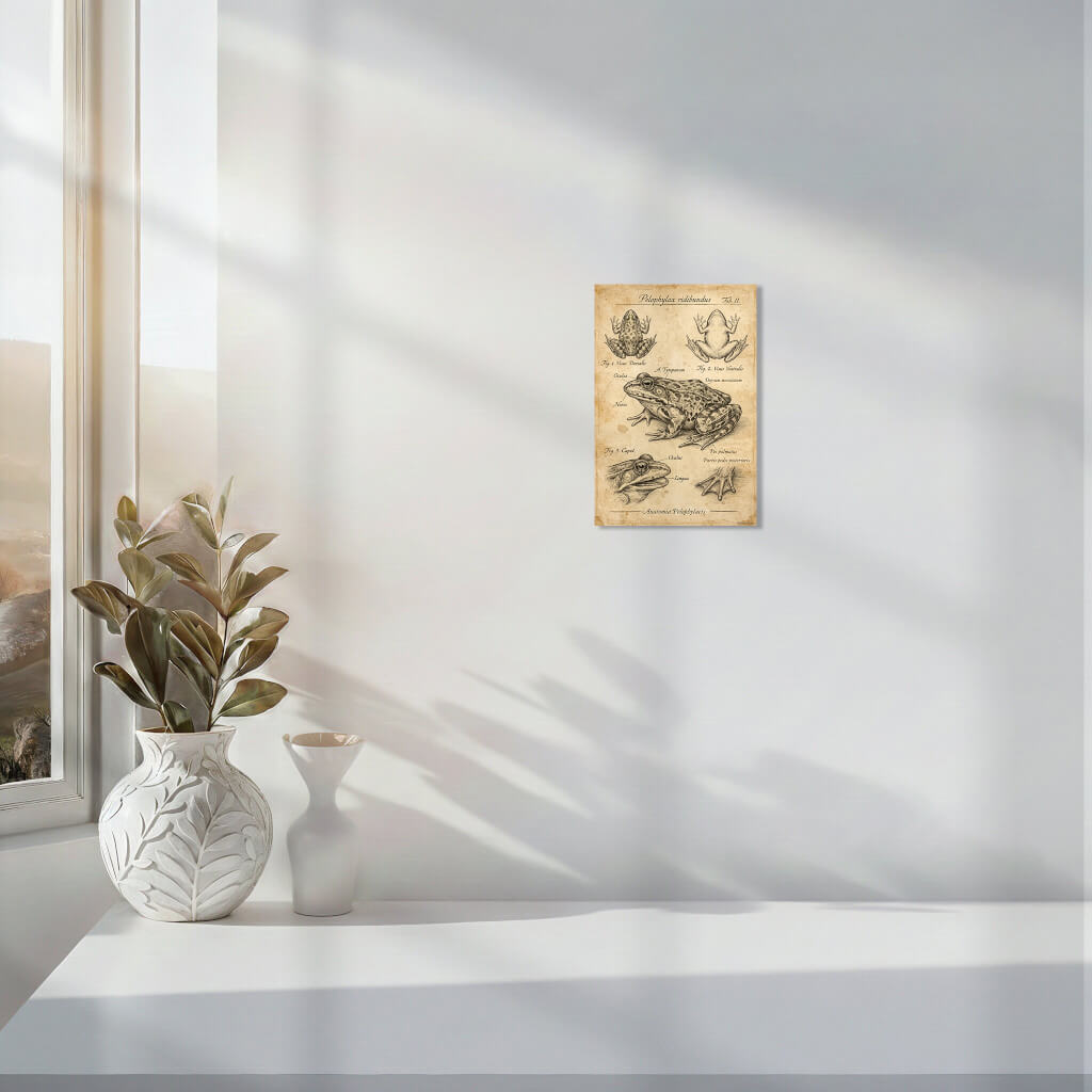 Vintage Marsh Frog Anatomy Poster - Archival Frog Art Print 4 Museum-quality archival art print featuring an antique biological drawing of a frog. This steampunk-inspired poster shows precise cross-hatching textures and historical anatomical diagrams, ideal for eclectic wall decor or home office style.