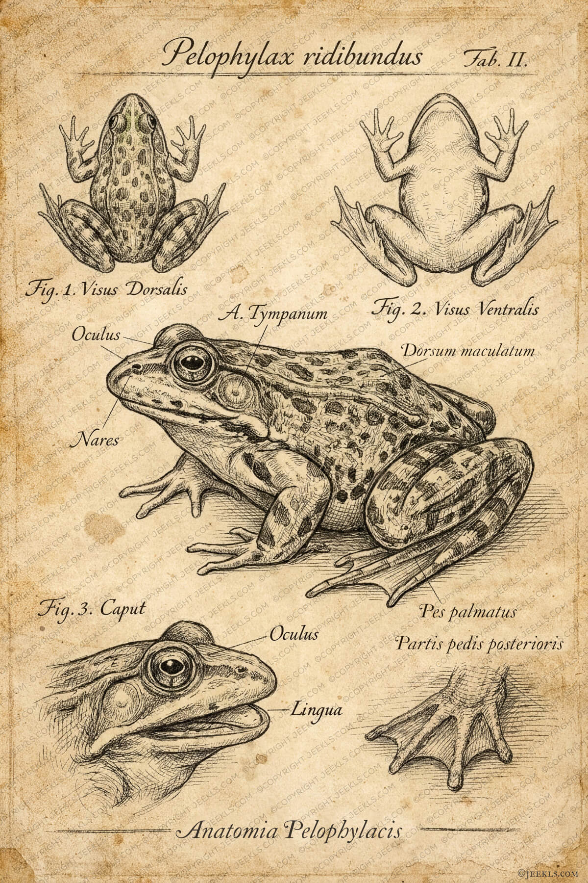 Vintage Marsh Frog Anatomy Poster - Archival Frog Art Print 5 Museum-quality archival art print featuring an antique biological drawing of a frog. This steampunk-inspired poster shows precise cross-hatching textures and historical anatomical diagrams, ideal for eclectic wall decor or home office style.