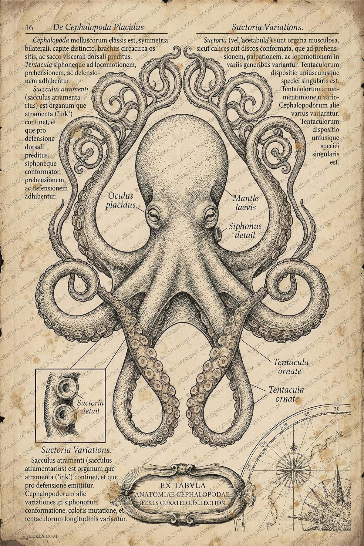 Octopus Vulgaris Vintage Anatomy Poster - Cephalopoda Biological Art Print 5 Vintage anatomical poster of an octopus (Octopus Vulgaris) on aged, weathered parchment. The artwork features a central ink-style drawing of an octopus surrounded by scientific Latin text, detailed insets of suction cups, and a nautical compass rose. Designed in the style of a 17th-century biological atlas.