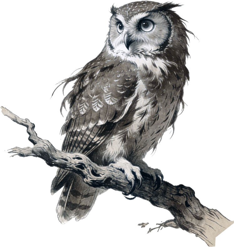 Vintage Bird posters by jeekls.com