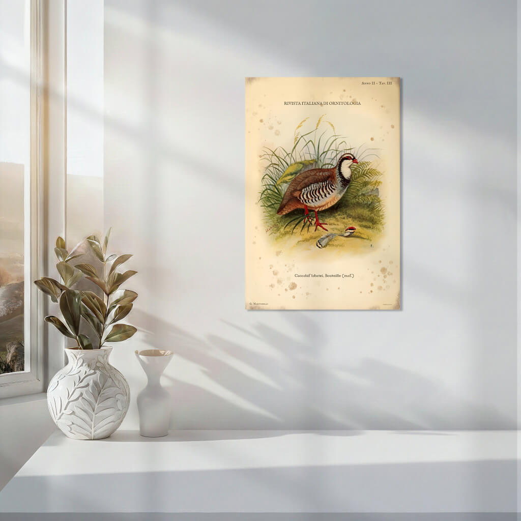Vintage Italian ornithological illustration of a male Caccabis labatei partridge in a natural habitat of grass and ferns, aged parchment background, Plate II.